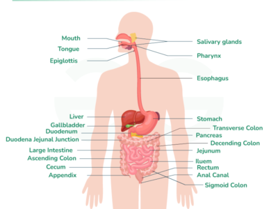 ANATOMY AND PHYSIOLOGY -IST YEAR SYLABUSS-AIIAMS -INDIA