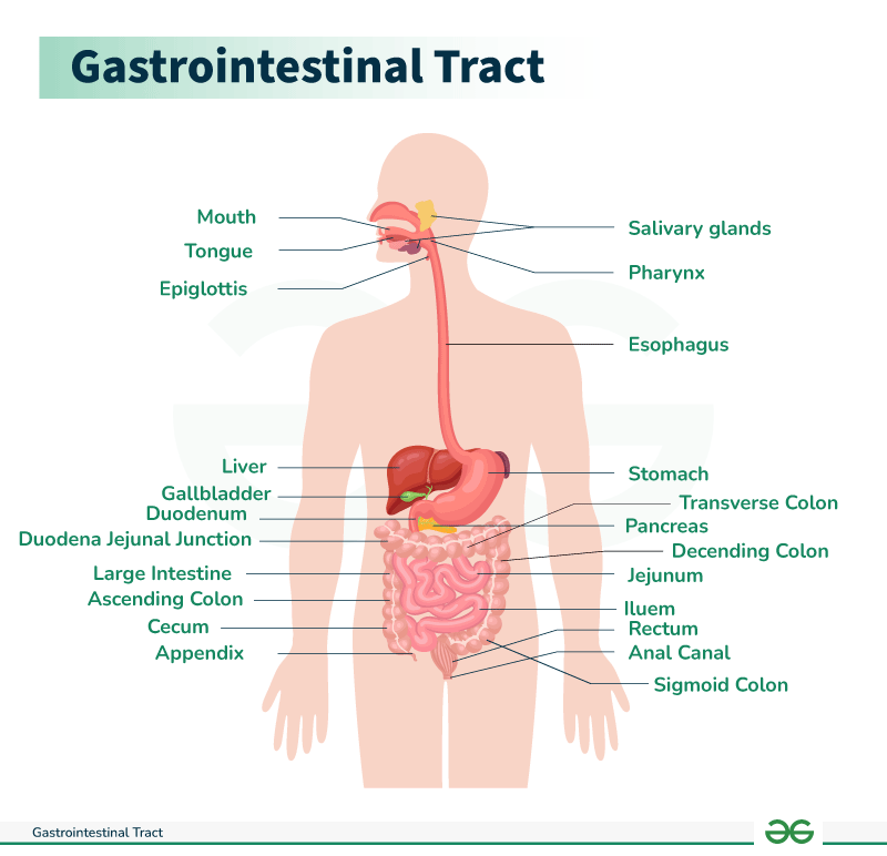 Gastrointestinal-Tract